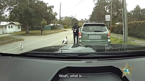 Florida, Ohio law enforcement startled by gobbling culprits during traffic stops: 'I'm getting attacked'