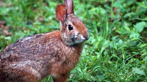 Rare rabbit's poop could be key to saving species from deadly virus