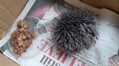 Woman shocked after caring for 'baby hedgehog' following laughable hospital discovery