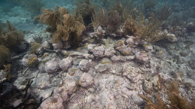 Image showing concreted cannonballs on the seafloor.