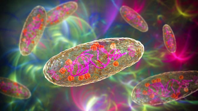 Plague bacterium Yersinia pestis, scientifically accurate 3D illustration showing structure of the cell with DNA, plasmids and ribosomes.