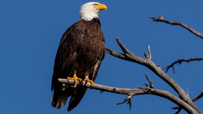 FILE - Orange County, CA - July 05: While the male bald eagle is out hunting for food, a tagged female parent bald eagle keeps a watchful eye out for predators on a branch above its nest containing two juvenile eagles in April in north Orange County. The blue 85 tag indicates it is part of the Institute for Wildlife Studies project to rebuild the bald eagle population on the Channel Islands, was hatched in 2013 at Santa Rosa Island and given the name La'i. This pair of bald eagles is among a growing number of the majestic raptors reclaiming ancestral habitat in portions of urban Southern California. This is the sixth year these eagles have raised eaglets in the nest that was taken over from hawks. Scientists say these eagles are examples of the species' ability to adapt to extremes of urban sprawl including residential development and the roar of traffic and toxic emissions along a nearby stretch of the 91 Freeway. They are also regarded as special guests by adjacent homeowners who keep a close watch on them. (Allen J. Schaben / Los Angeles Times via Getty Images)