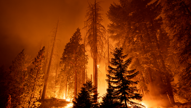 CALIFORNIA HOT SPRINGS, CA - SEPTEMBER 21: The Windy Fire blazes through the Long Meadow Grove of giant sequoia trees near The Trail of 100 Giants overnight in Sequoia National Forest on September 21, 2021 near California Hot Springs, California. As climate change and years of drought push wildfires to become bigger and hotter, many of the worlds biggest and oldest trees, the ancient sequoias, have been killed. The giant trees are among the worlds biggest and live to more than 3,000 years, surviving hundreds of wildfires throughout their lifespans. The heat of normal wildfire of the past helped the trees reproduce but increasing fire intensity can now kill them. A single wildfire, the Castle fire, destroyed as much as 14 percent of all the worlds giant sequoias in 2020. (Photo by David McNew/Getty Images)