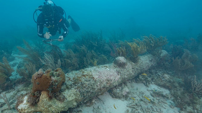 A National Park Service diver documents one of five coral-encrusted cannons found during a recent archeological survey in Dry Tortugas National Park.