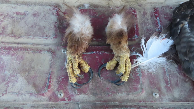 This photo shows the talons of an eagle killed in Montana.