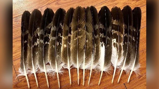 This photo shows eagle feathers sent to a buyer on the black market.