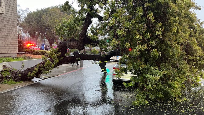 Tree fall in San Francisco