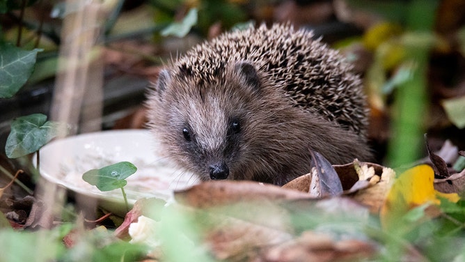 Normally hedgehogs are nocturnal animals.