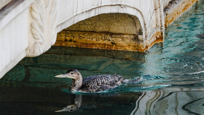 The unusual sighting of a yellow-billed loon, a migratory bird that normally makes its home in the Arctic and along the Pacific, in Lake Bellagio where the famous fountain show occurs on the Strip in Las Vegas on Tuesday, March 5, 2024.