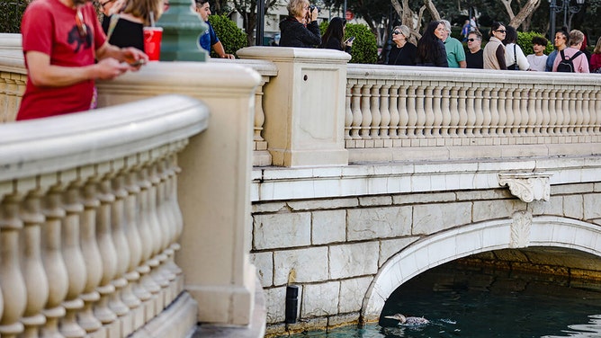 The unusual sighting of a yellow-billed loon, a migratory bird that normally makes its home in the Arctic and along the Pacific, in Lake Bellagio where the famous fountain show occurs on the Strip in Las Vegas on Tuesday, March 5, 2024.