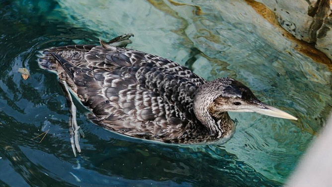 The unusual sighting of a yellow-billed loon, a migratory bird that normally makes its home in the Arctic and along the Pacific, in Lake Bellagio where the famous fountain show occurs on the Strip in Las Vegas on Tuesday, March 5, 2024.