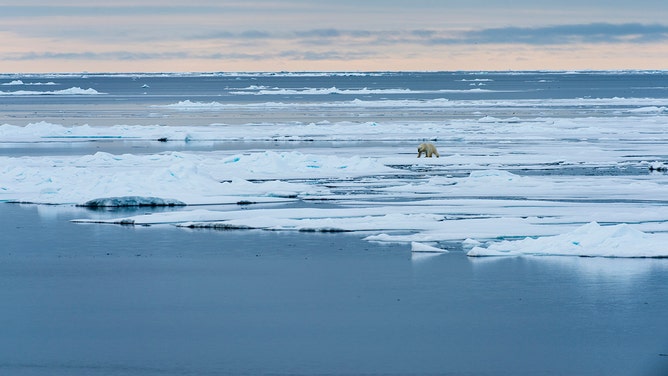 A polar bear is walking over the pack ice north of Svalbard, Norway, on July 20, 2015.
