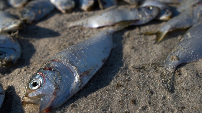 Thousands of dead menhaden fish are seen on the beach on December 19, 2005 in Wrightsville Beach, North Carolina.