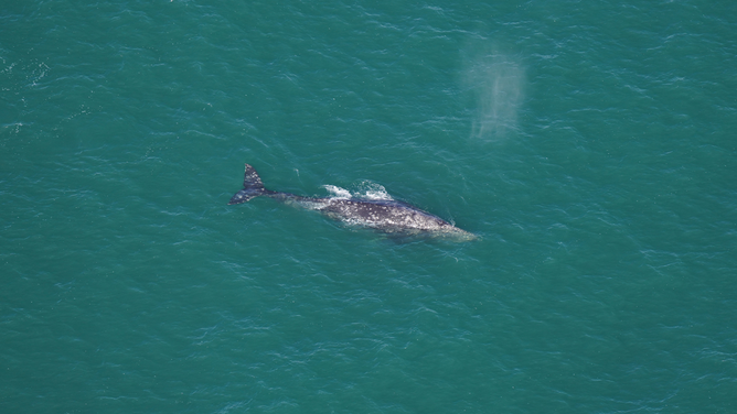 A gray whale is seen south of Nantucket, Massachusetts, on March 1, 2024.