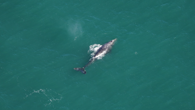 A grey whale is seen south of Nantucket, Massachusetts, on March 1, 2024.