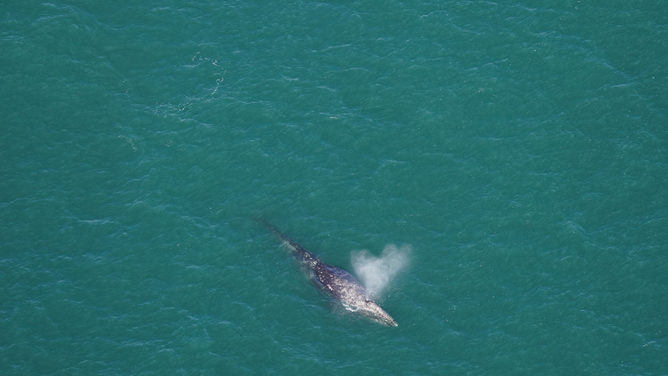 A gray whale is seen south of Nantucket, Massachusetts, on March 1, 2024.