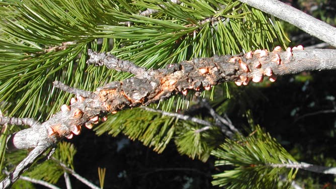 White pine blister rust on a whitebark pine tree.
