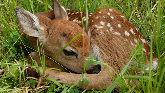 Deer fawn.