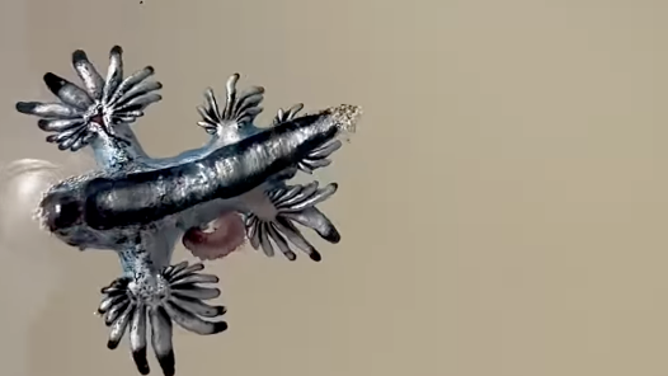 The blue dragon sea snail on the sand in Texas