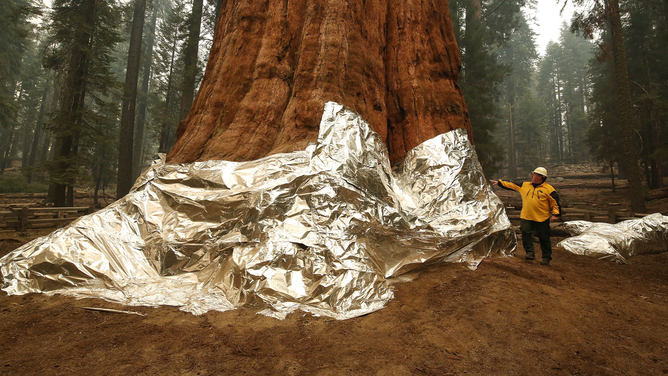 TOPSHOT - Operations Section Chief, Jon Wallace looks over General Sherman where the historic tree was protected by structure wrap from fires along with the Four Guardsmen at Sequoia National Park, California, September 22, 2021. - Hundreds of firefighters were battling to protect several groves of giant sequoias in the United States on September 20, warning the enormous ancient trees were at risk from out-of-control blazes. (Photo by Gary Kazanjian / POOL / AFP) (Photo by GARY KAZANJIAN/POOL/AFP via Getty Images)