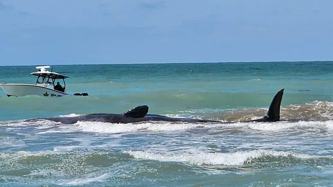 This image shows a sperm whale that became beached off the coast of Venice, Florida, on Sunday, March 10, 2024.