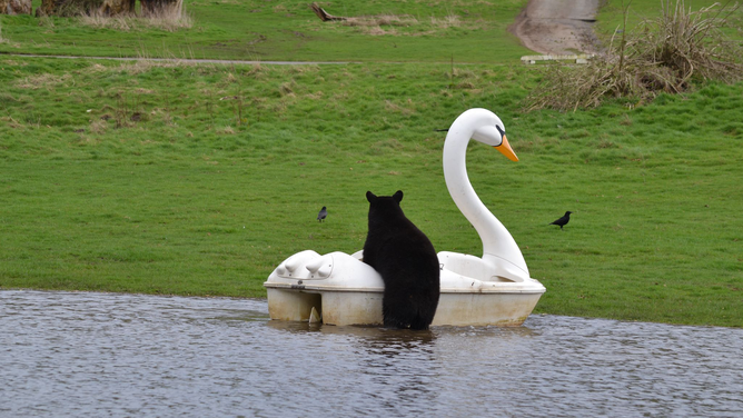 This image provided by the Woburn Safari Park in England shows a North American black bear climbing onto a swan paddle boat on a small lake that formed in the park after recent rain.