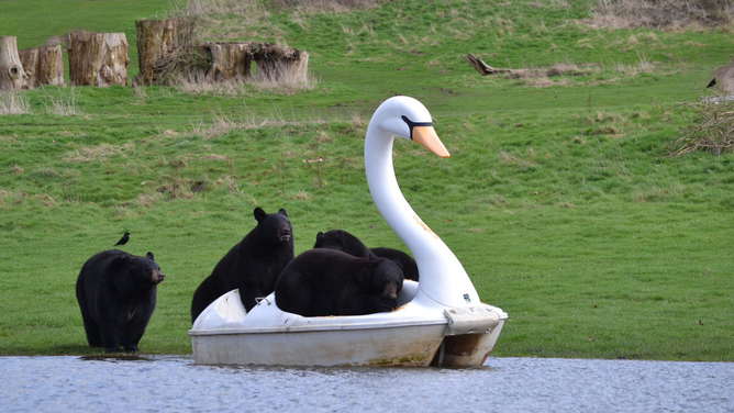 This image provided by the Woburn Safari Park in England shows a sloth of North American black bears on a swan paddle boat on a small lake that formed in the park after recent rain.
