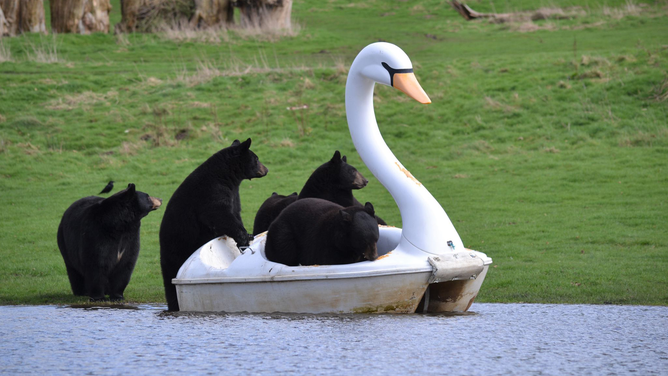 This image provided by the Woburn Safari Park in England shows a sloth of North American black bears on a swan peddle boat on a small lake that formed in the park after recent rain.