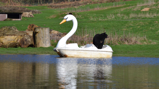 This image provided by the Woburn Safari Park in England shows a North American black bear taking in the views from a swan paddle boat on a small lake that formed after recent rain.