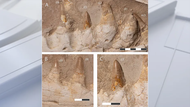 FILE - Fossilized teeth of Khinjaria acuta.