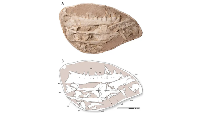 FILE - Fossilized teeth and skull of Khinjaria acuta.