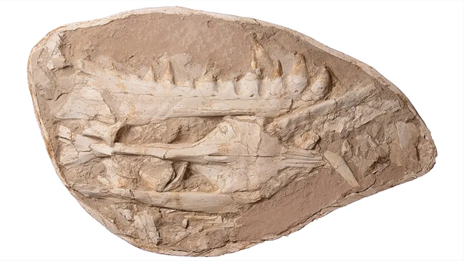 FILE - Fossilized skull and teeth of Khinjaria acuta.