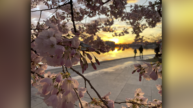 DC cherry blossom trees reach peak bloom