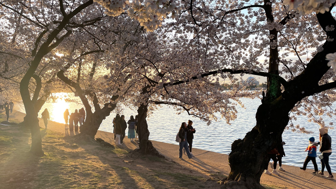 Cherry blossom trees around tidal basin in Washington, D.C.