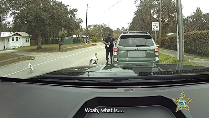A St. Johns County Sheriff's Office deputy ruffled a few feathers during a traffic stop in the Vermont Heights neighborhood on Feb. 29, 2024.
