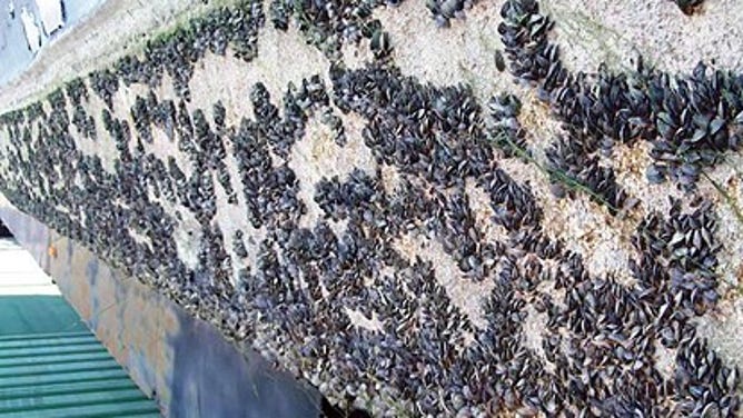 Mussels attached to the side of a boat that was removed from Lake Mead. March 2009.
