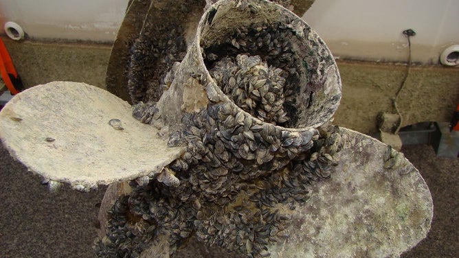 The prop on this boat motor at Lake Mead is covered with quagga mussels. Mussels can clog the water intakes on a prop. That can cause the motor to overheat and can seize the motor. The result can be thousands of dollars in repairs.