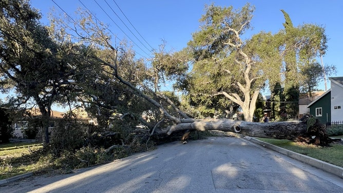 Tree falls in Pasadena, California