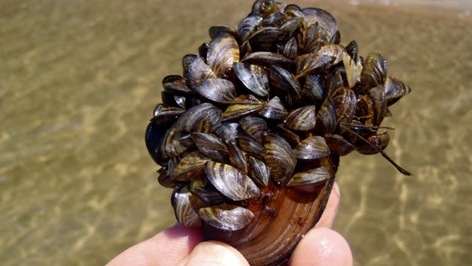 Mussels.