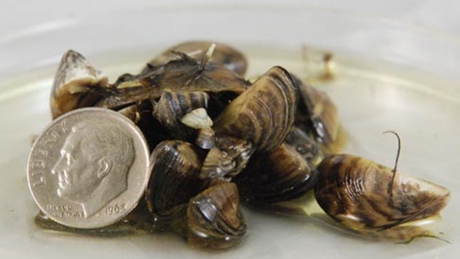 Mussels, with dime for scale.
