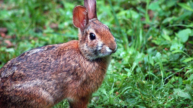 The elusive Appalachian cottontail rabbit is a rare find in its natural habitat.