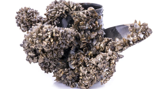 A boat propeller covered in zebra mussels, from Lewis and Clark Lake in South Dakota.