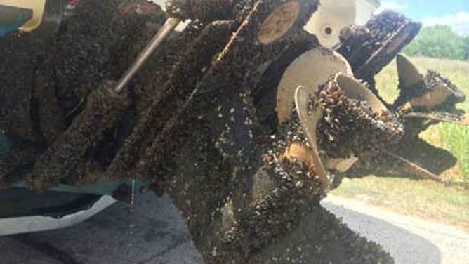 Part of boat covered in zebra mussels.