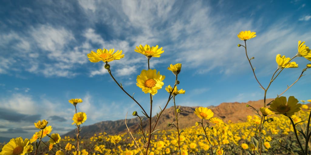 California wildflowers won't reach superbloom status this year | Fox ...