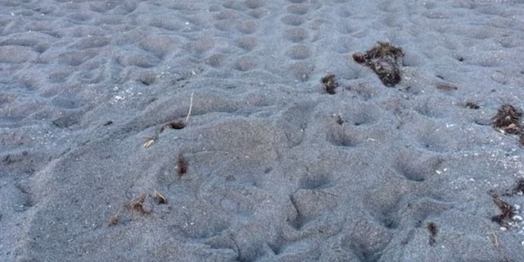 Florida’s sea turtle nesting season has begun | Fox Weather