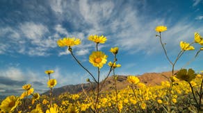 Death Valley likely to see vibrant colors due to rare superbloom this year