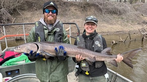 'What a trek': Wisconsin sturgeon travels record-setting distance down Mississippi River