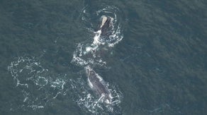 Right whale mother found dead off Virginia, calf’s future in doubt
