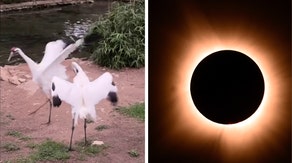 Watch: San Antonio Zoo animals react during total solar eclipse as city went dark