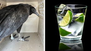 Drunk vultures found near death until Connecticut wildlife refuge turned into 'detox' facility